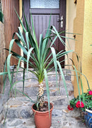 Yucca recurvifolia 120-150 cm / 7-9 Lt. Topf Stamm ca. 30 cm Originalfoto