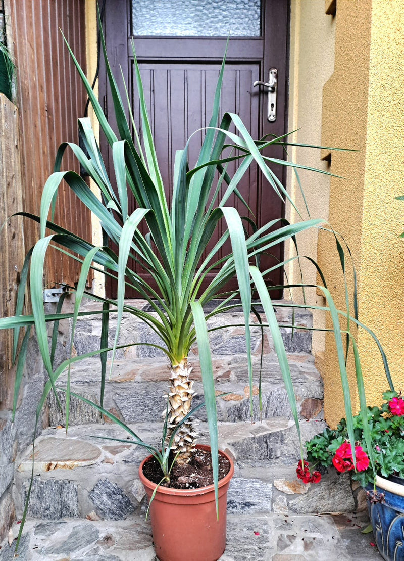 Yucca recurvifolia 120-150 cm / 7-9 Lt. Topf Stamm ca. 30 cm Originalfoto