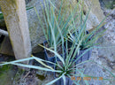 Yucca Rigida 40-60 cm (Gesamthöhe inkl. Topf) 4-6 Lt. Topf