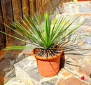 Yucca whipplei / 50-70 cm (Gesamthöhe inkl. Topf) 9-12 Lt.Topf / Originalfototo