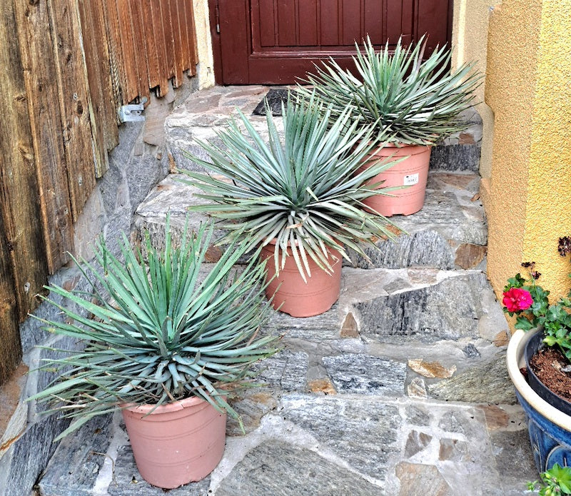 Yucca whipplei / 40-60 cm (Gesamthöhe inkl. Topf) 9-11 Lt.Topf / Originalfototo