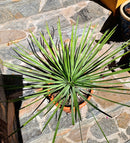 Yucca whipplei / 50-70 cm (Gesamthöhe inkl. Topf) 9-12 Lt.Topf / Originalfototo