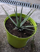 Yucca whipplei / ca.30 cm (Gesamthöhe inkl. Topf) 5-7 Lt.Topf / Originalfototo