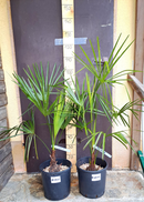 Trachycarpus nova  ↨ +/- 130 cm (Beispielfoto) 9-12 Lt. Topf
