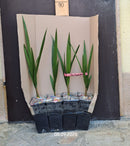 1 Stück Jubaea chilensis / 2-4 Lt.Topf (Orginalfoto)++++ (Qualität)