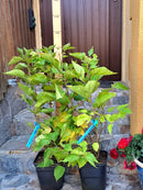 Maulbeere 'Mojo Berry' - Zwerg-Maulbeere 90-110 cm (Gesamthöhe inkl. Topf) 5-7 Lt.Topf