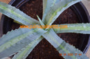 Agave americana v. proto americana lemon lime / 20-25 cm ∅
