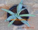Agave americana v. proto americana lemon lime / 20-25 cm ∅