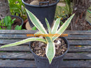 Agave americana variegata / 20-25 cm ∅
