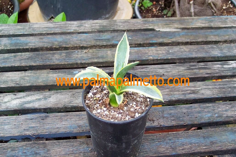 Agave americana variegata / 20-25 cm ∅