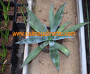Agave americana / 15-20 cm ∅