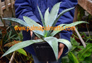 Agave americana / 15-20 cm ∅