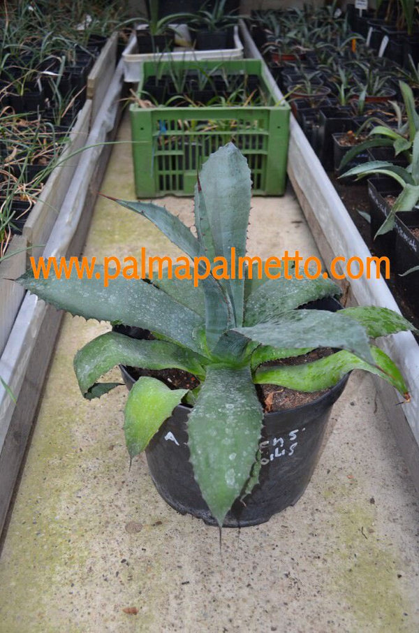 Agave atrovirens v. Mirabilis / 20-25 cm ∅