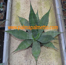 Agave cf. macroculmis "La Escondida" / 35-45 cm ∅