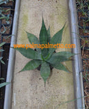 Agave cf. macroculmis "La Escondida" / 20-25 cm ∅
