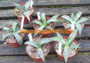 Agave chrysanta / 12-15 cm ∅