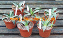 Agave chrysanta / 12-15 cm ∅