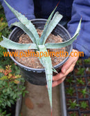Agave chrysanta / 12-15 cm ∅
