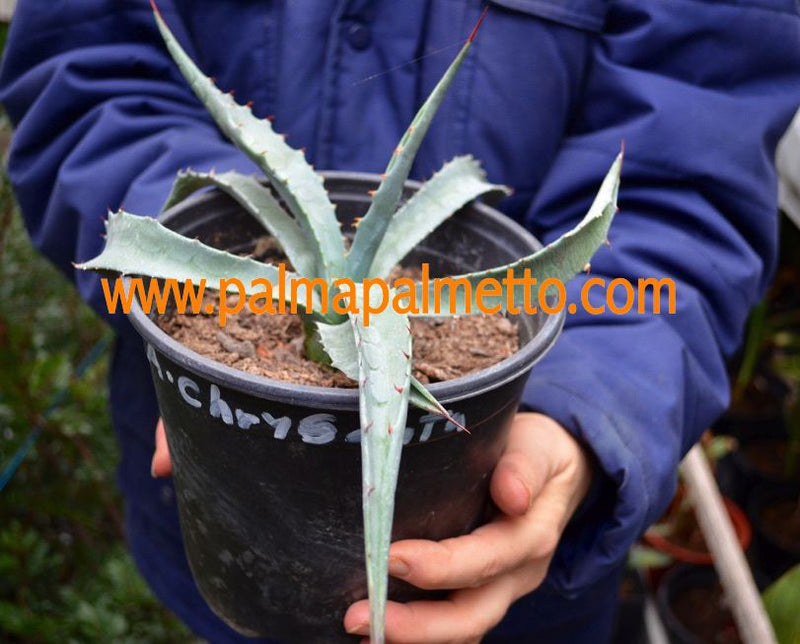 Agave chrysanta / 12-15 cm ∅