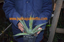 Agave deserti 15-20 cm ∅