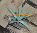 Agave deserti 15-20 cm ∅