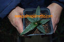 Agave fernandis-regis / 10-12 cm ∅