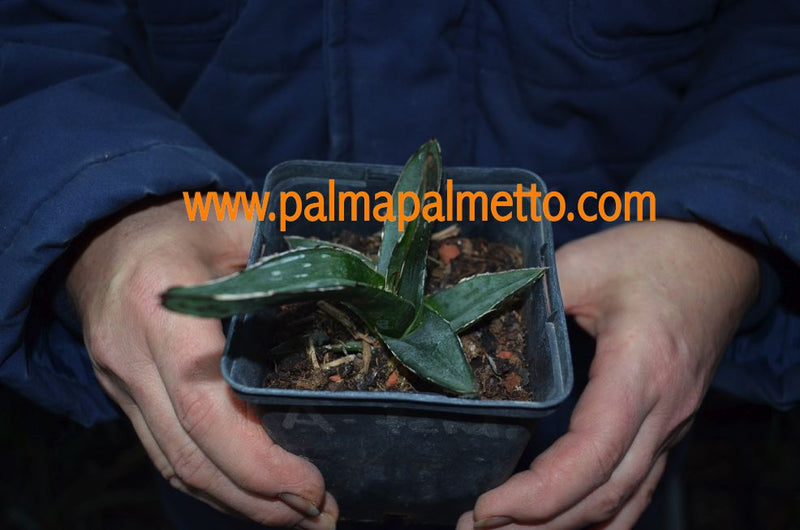 Agave fernandis-regis / 10-12 cm ∅