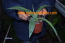 Agave ferox / 20-25 cm ∅