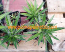 Agave filifera / 30-40 cm ∅