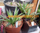 Agave filifera / 30-40 cm ∅