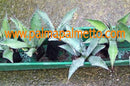 Agave franzosini / 15-20 cm ∅
