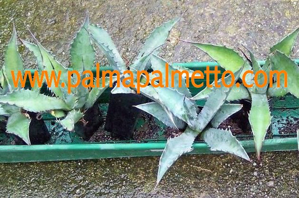 Agave franzosini / 22 cm ∅