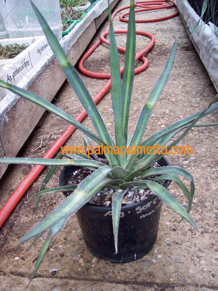 Agave garciae mendozae / 20-30 cm