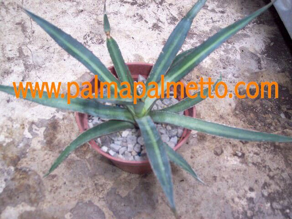 Agave garciae mendozae / 20-30 cm ∅