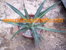 Agave garciae mendozae / 15-20 cm ∅