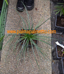 Agave Geminiflora / 40-50 cm Höhe