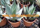 Agave havardiana / 8-10 cm ∅