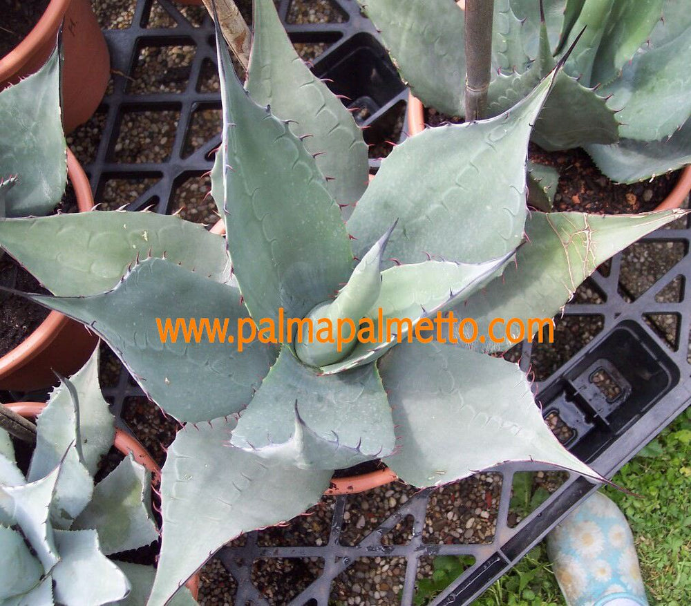 Agave havardiana / 20-25 cm ∅