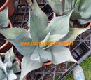 Agave havardiana / 8-10 cm ∅