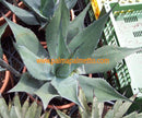 Agave havardiana / 8-10 cm ∅
