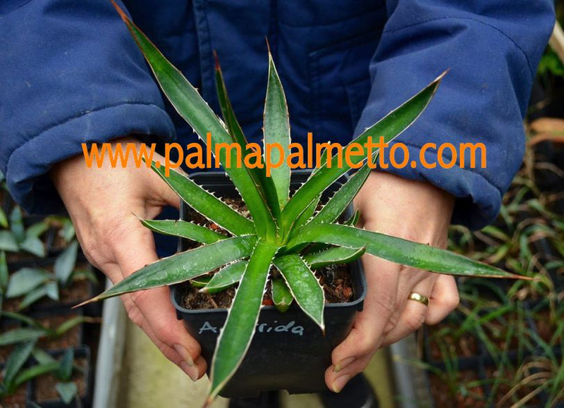 Agave horrida / 15-20 cm ∅