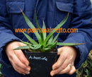 Agave horrida / 15-20 cm ∅