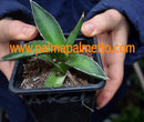 Agave kerchovei / 10-12 cm ∅