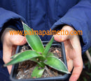 Agave kerchovei / 15-20 cm ∅