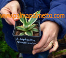 Agave lophanta variegata quadricolor 'Goshiki Bandai' / 15-20 cm ∅