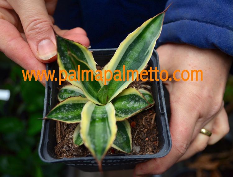 Agave lophanta variegata quadricolor 'Goshiki Bandai' / 15-20 cm ∅