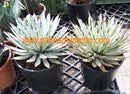 Agave macroacantha 40- 50 cm ∅ 60 cm Gesamthöhe / 15 Lt. Topf