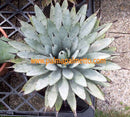 Agave macroacantha 40- 50 cm ∅ 60 cm Gesamthöhe / 15 Lt. Topf