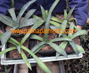 Agave marmorata "Green Form" / 20-30 cm ∅