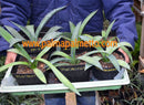 Agave marmorata "Green Form" / 30-40 cm ∅